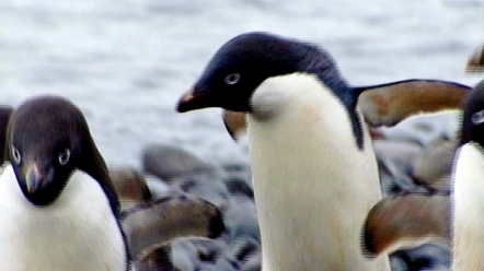 Antarktis